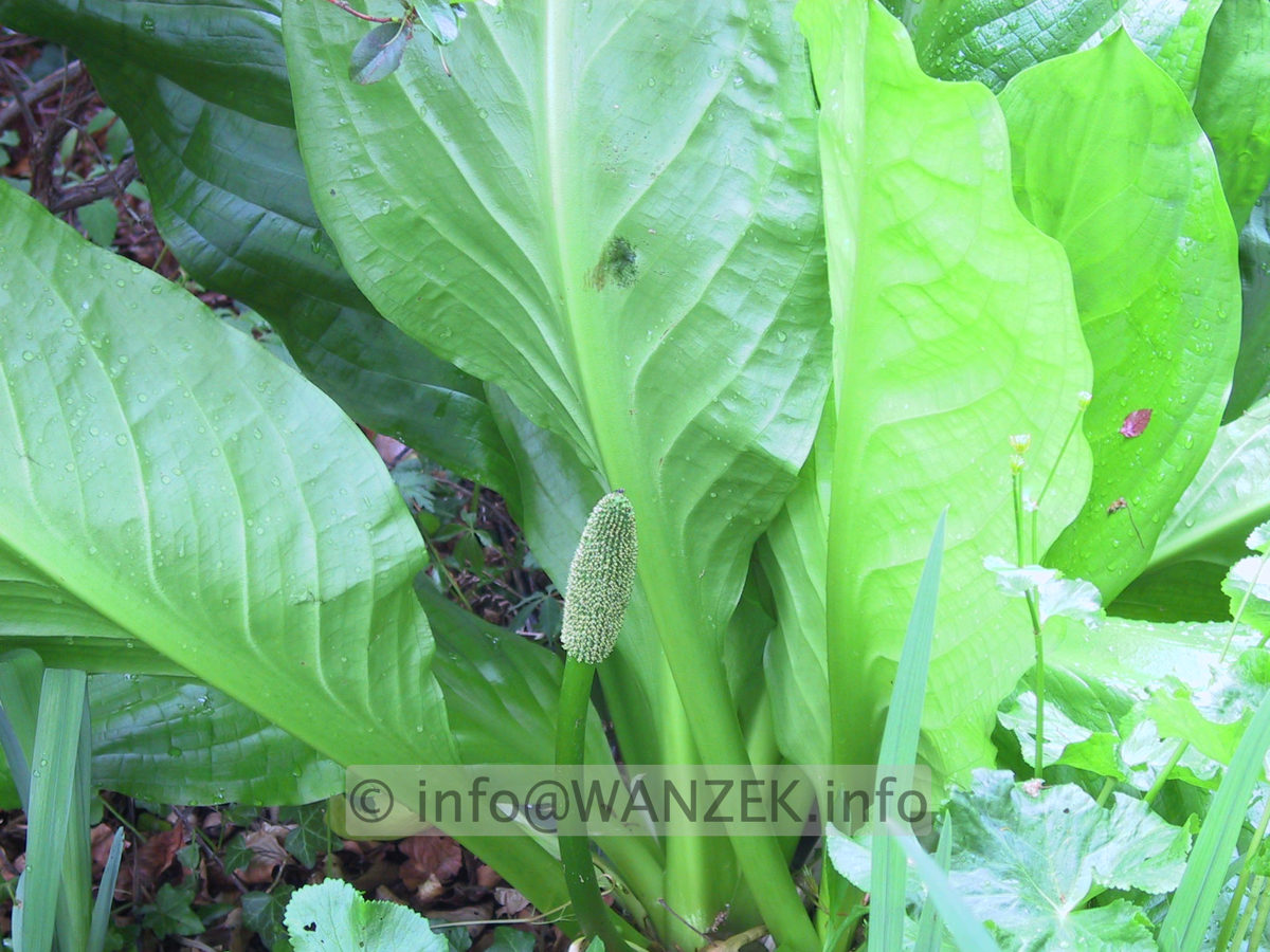 Lysichiton americanus 01.JPG